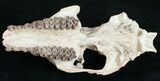 Oreodont (Merycoidodon) Skull - Nebraska #10747-3